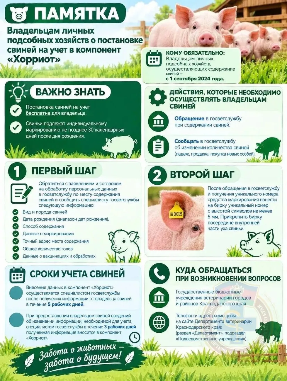 Свиньи